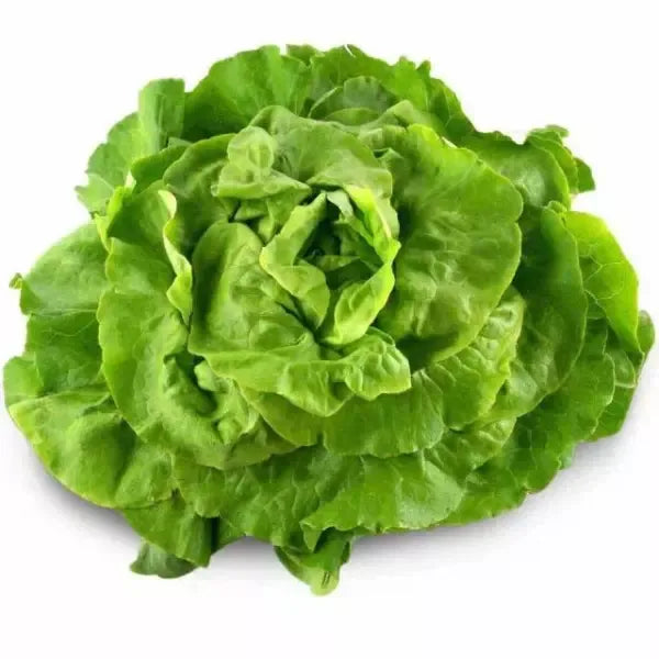 LAITUE VERTE – الخس