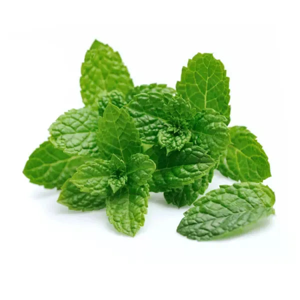 MENTHE – نعناع